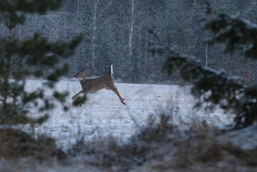 Kuva: Vesa-Matti Virtanen