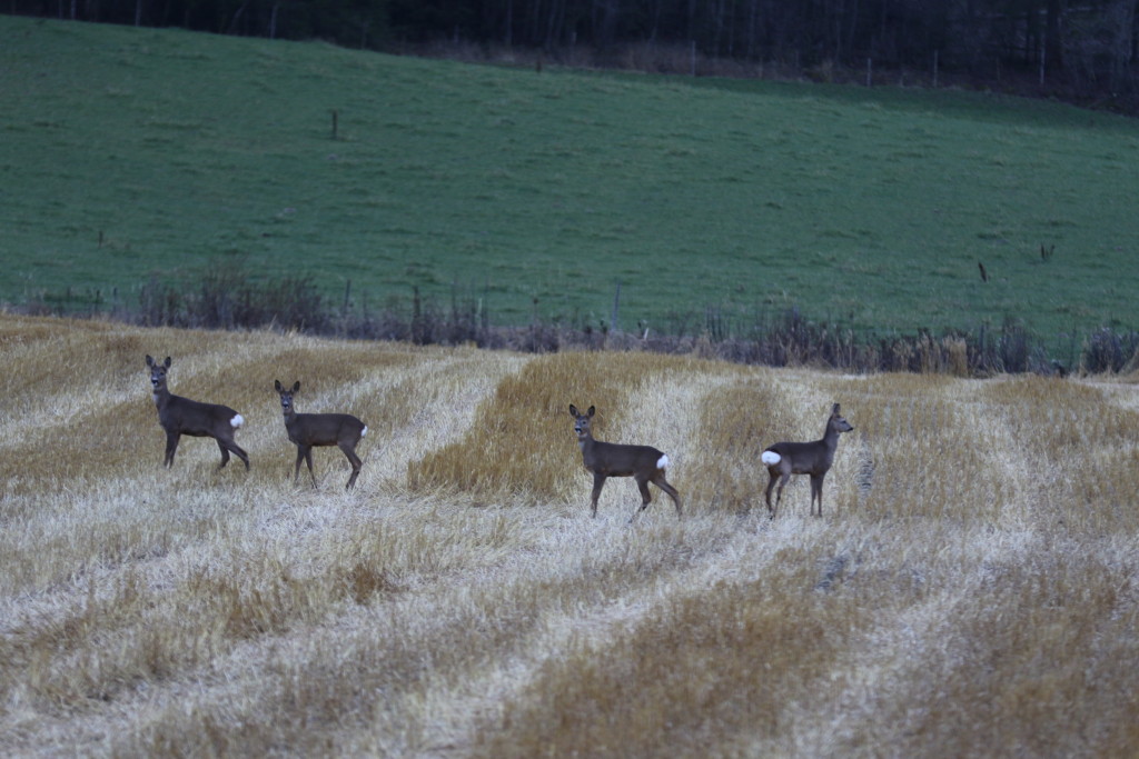 Kuva: Vesa-Matti Virtanen