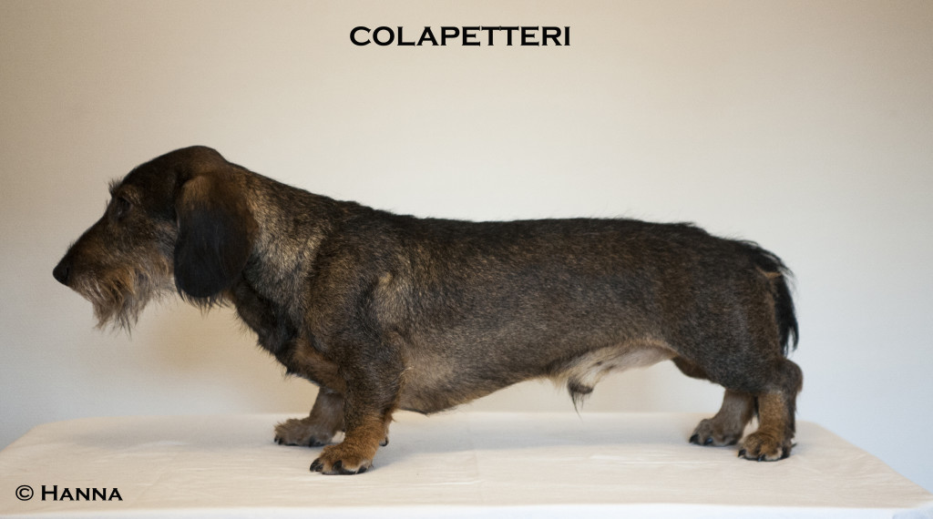 colapetteri