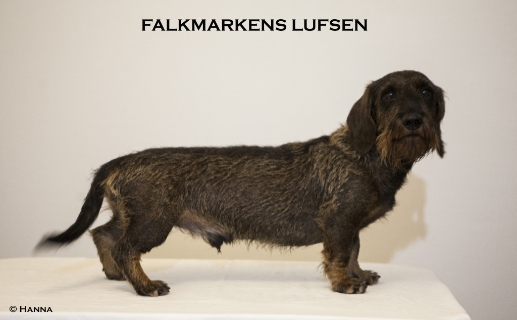 falkmarkens