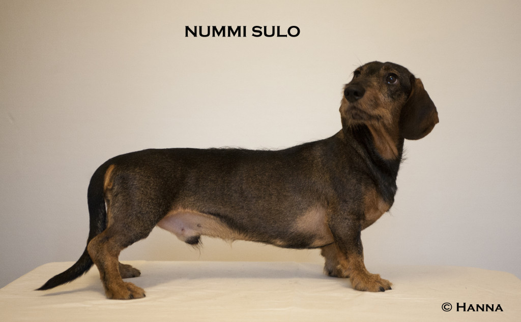 nummisulo